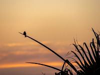 Vogel auf Palmblatt vor rosa Morgenhimmel